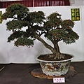 2015台灣花菓盆栽展0067.jpg