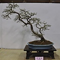 2015台灣花菓盆栽展0095.jpg