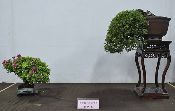 2015台灣花菓盆栽展0106.jpg