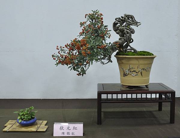 2015台灣花菓盆栽展0116.jpg