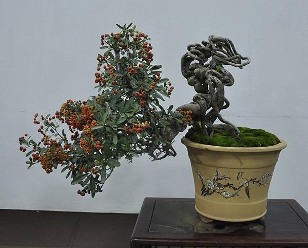 2015台灣花菓盆栽展0117.jpg