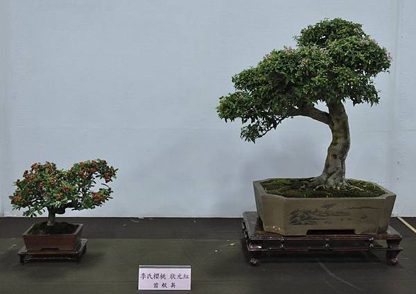 2015台灣花菓盆栽展0122.jpg