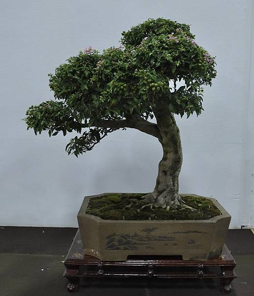 2015台灣花菓盆栽展0126.jpg