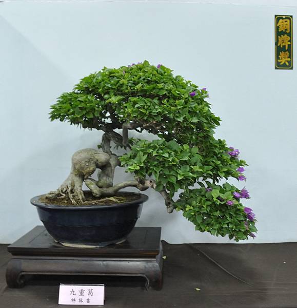 2015台灣花菓盆栽展0135.jpg
