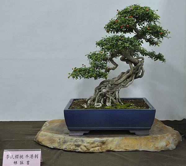 2015台灣花菓盆栽展0146.jpg