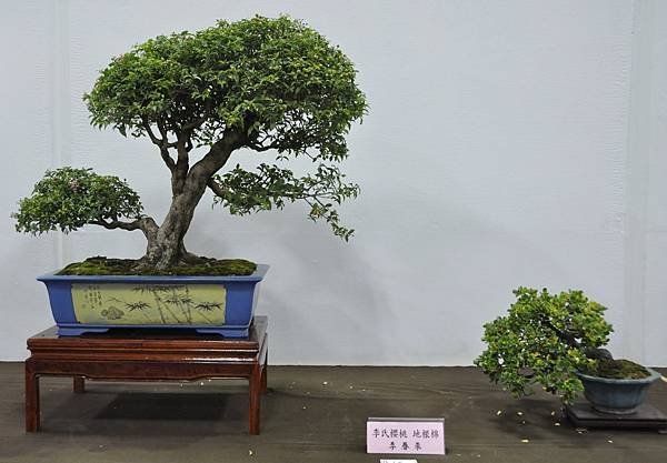 2015台灣花菓盆栽展0154.jpg
