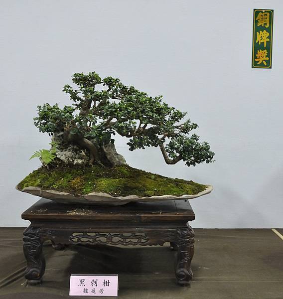 2015台灣花菓盆栽展0160.jpg
