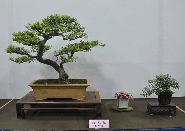 2015台灣花菓盆栽展0162.jpg