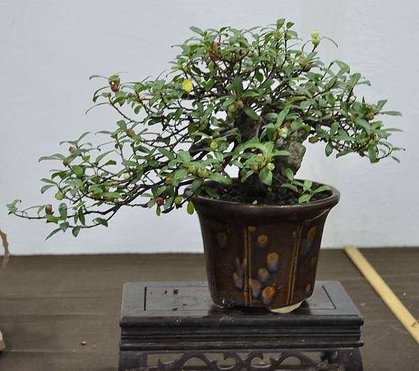 2015台灣花菓盆栽展0167.jpg
