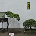 2015台灣花菓盆栽展0169.jpg