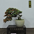 2015台灣花菓盆栽展0176.jpg