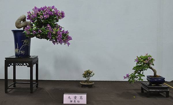 2015台灣花菓盆栽展0178.jpg