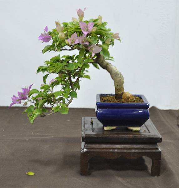 2015台灣花菓盆栽展0185.jpg