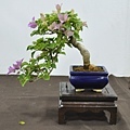 2015台灣花菓盆栽展0185.jpg