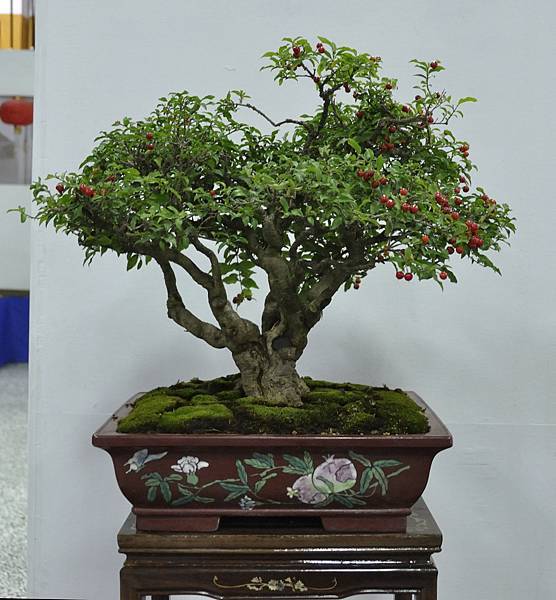 2015台灣花菓盆栽展0188.jpg