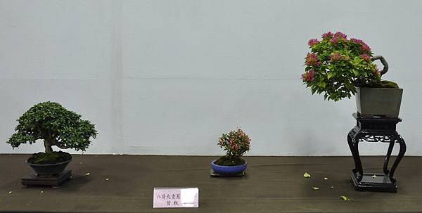 2015台灣花菓盆栽展0193.jpg