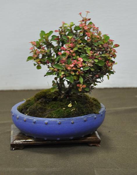 2015台灣花菓盆栽展0197.jpg