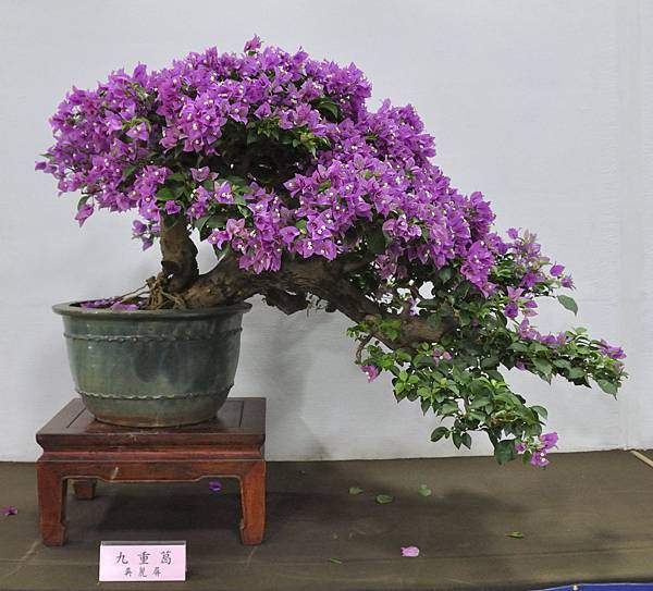 2015台灣花菓盆栽展0217.jpg