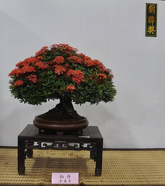 2015台灣花菓盆栽展0220.jpg
