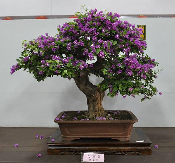 2015台灣花菓盆栽展0223.jpg