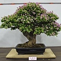 2015台灣花菓盆栽展0231.jpg