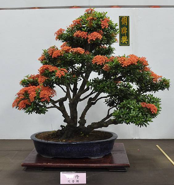 2015台灣花菓盆栽展0233.jpg