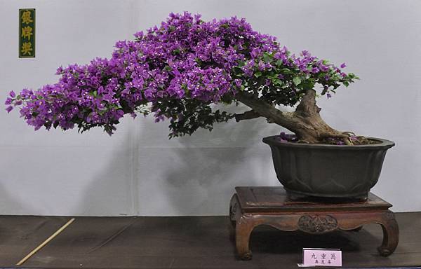 2015台灣花菓盆栽展0235.jpg