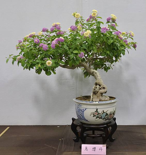 2015台灣花菓盆栽展0244.jpg