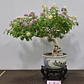 2015台灣花菓盆栽展0244.jpg