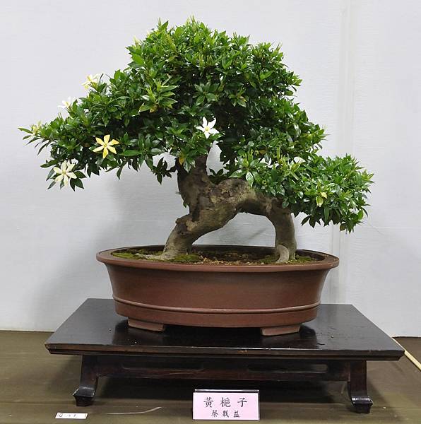 2015台灣花菓盆栽展0250.jpg
