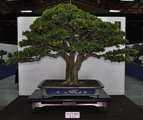 2015台灣花菓盆栽展0260.jpg