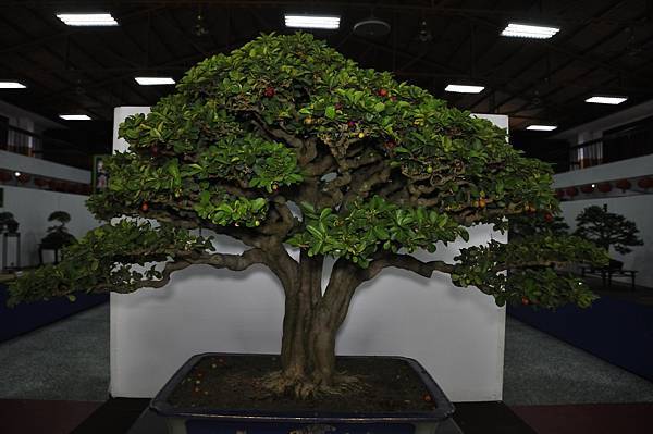 2015台灣花菓盆栽展0266.jpg