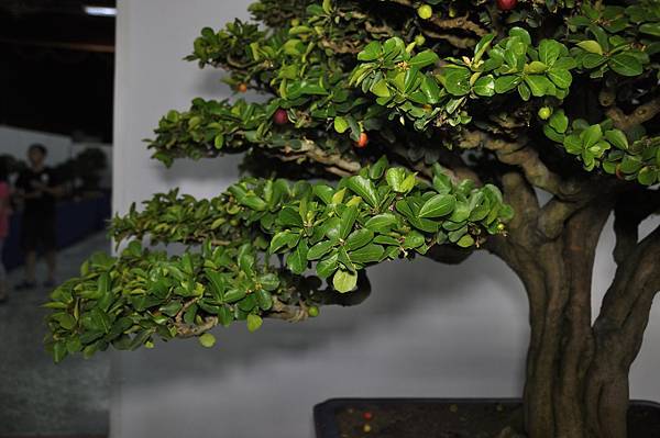 2015台灣花菓盆栽展0268.jpg