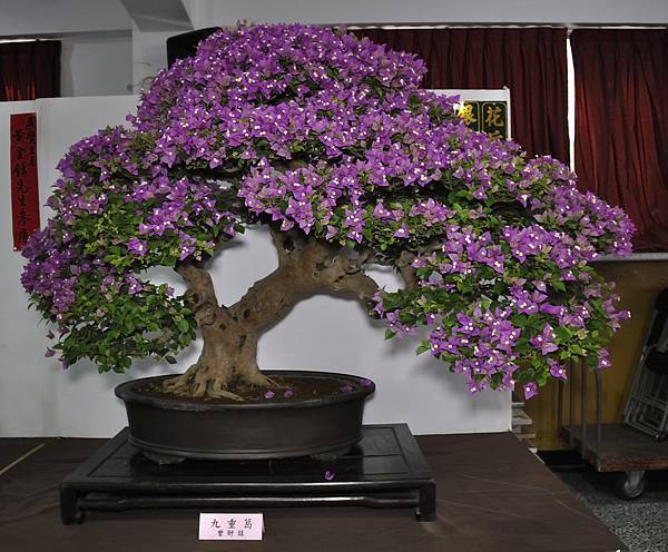 2015台灣花菓盆栽展0278.jpg