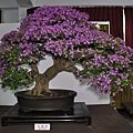 2015台灣花菓盆栽展0278.jpg