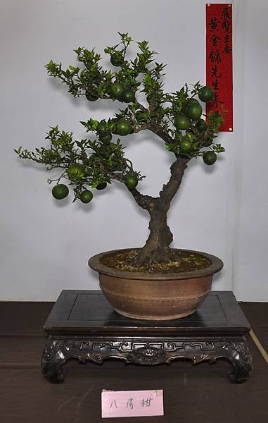 2015台灣花菓盆栽展0289.jpg