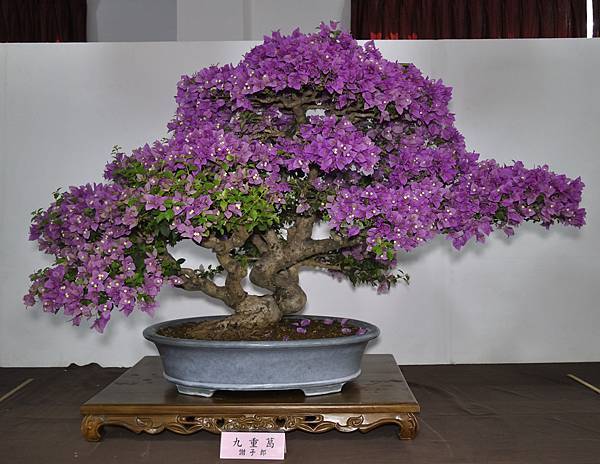 2015台灣花菓盆栽展0307.jpg