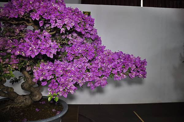 2015台灣花菓盆栽展0315.jpg