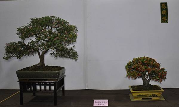 2015台灣花菓盆栽展0318.jpg