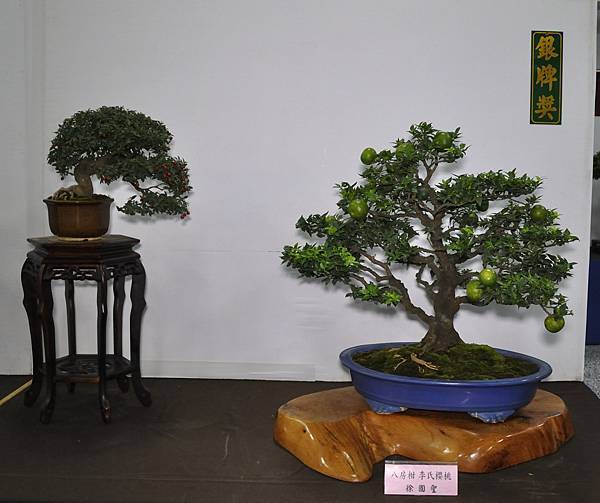 2015台灣花菓盆栽展0342.jpg