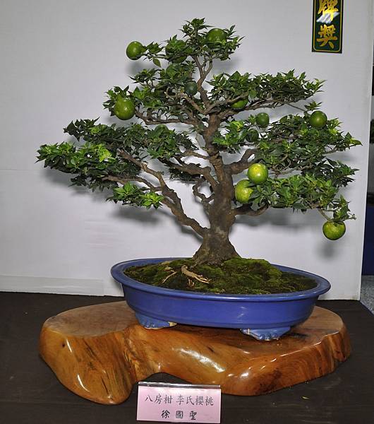 2015台灣花菓盆栽展0344.jpg