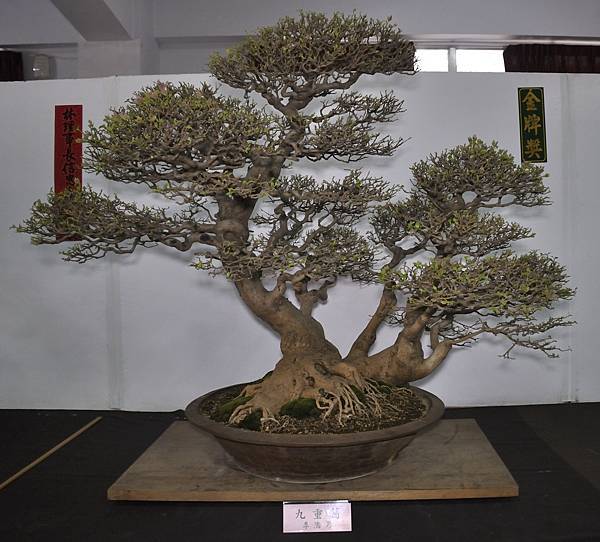 2015台灣花菓盆栽展0383.jpg