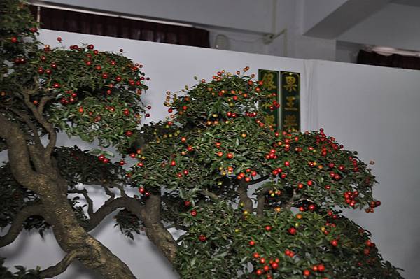 2015台灣花菓盆栽展0412.jpg