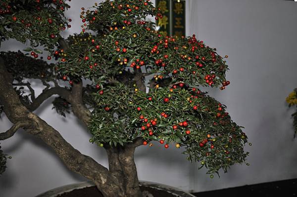 2015台灣花菓盆栽展0413.jpg