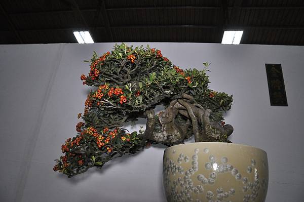 2015台灣花菓盆栽展0448.jpg