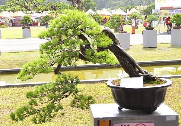 2015明潭松韻樹石大展0008.jpg
