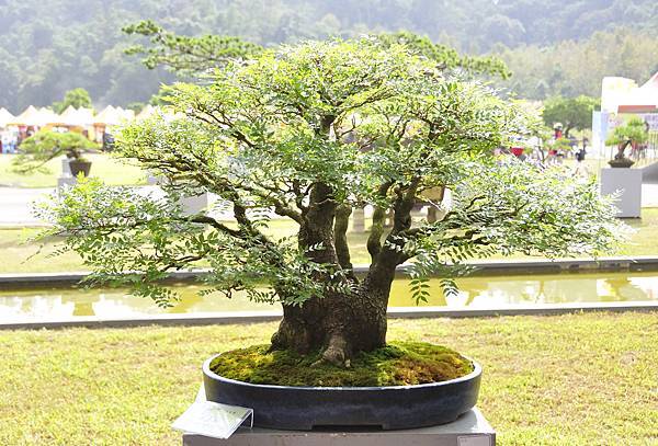 2015明潭松韻樹石大展0009.jpg