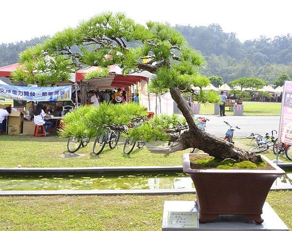 2015明潭松韻樹石大展0031.jpg