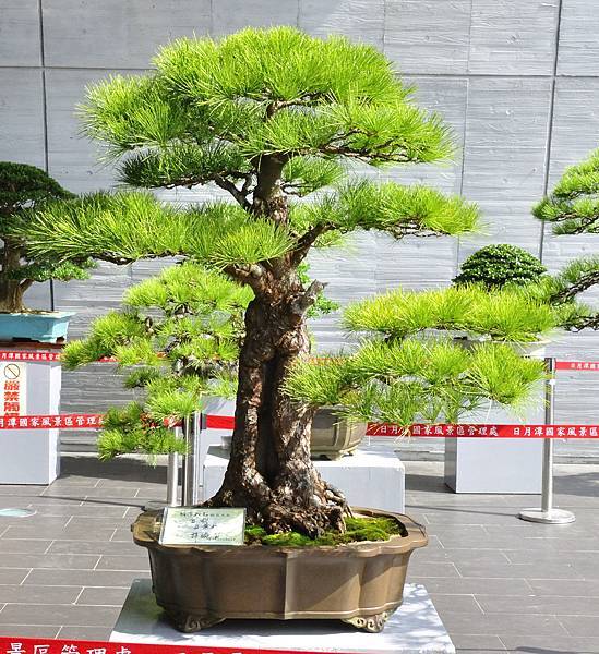 2015明潭松韻樹石大展0065.jpg