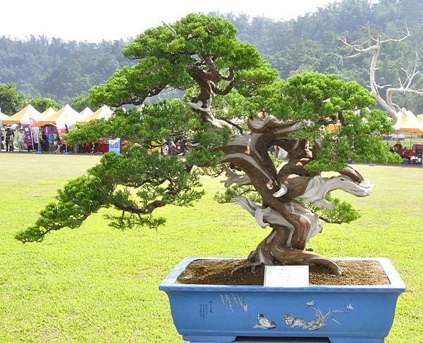 2015明潭松韻樹石大展0109.jpg
